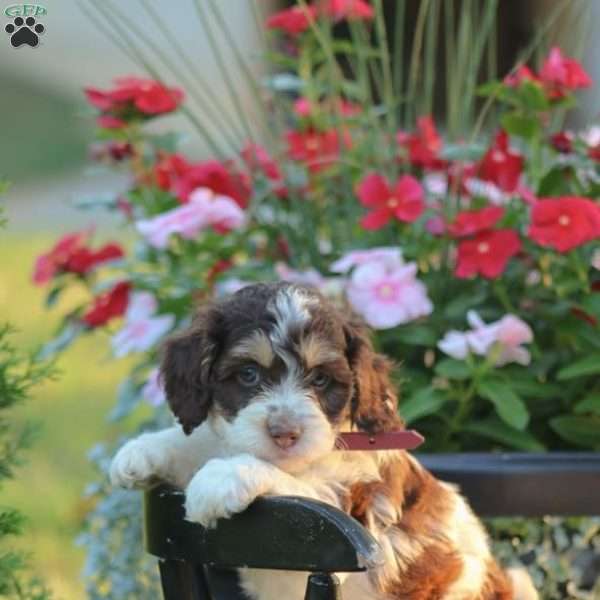 Joy, Cockapoo Puppy