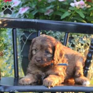 Jared, Cockapoo Puppy