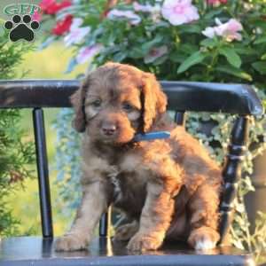 Jared, Cockapoo Puppy