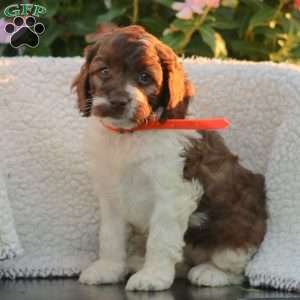 Jasmine, Cockapoo Puppy
