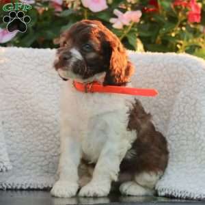 Jasmine, Cockapoo Puppy