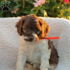 Jasmine, Cockapoo Puppy