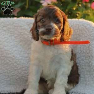 Jasmine, Cockapoo Puppy