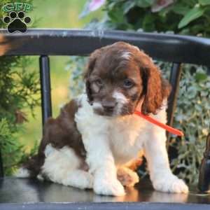 Jasmine, Cockapoo Puppy