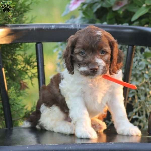 Jasmine, Cockapoo Puppy