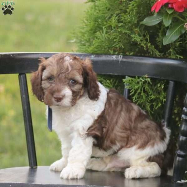 Jasper, Cockapoo Puppy