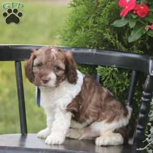 Jasper, Cockapoo Puppy