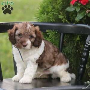 Jasper, Cockapoo Puppy