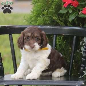 Jenny, Cockapoo Puppy