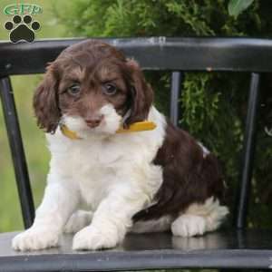Jenny, Cockapoo Puppy