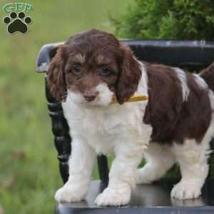 Jenny, Cockapoo Puppy