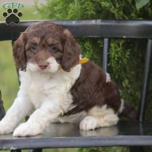 Jenny, Cockapoo Puppy