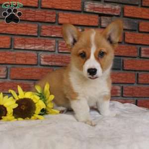 Sand Dunes, Pembroke Welsh Corgi Puppy