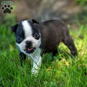Skyler, Boston Terrier Puppy
