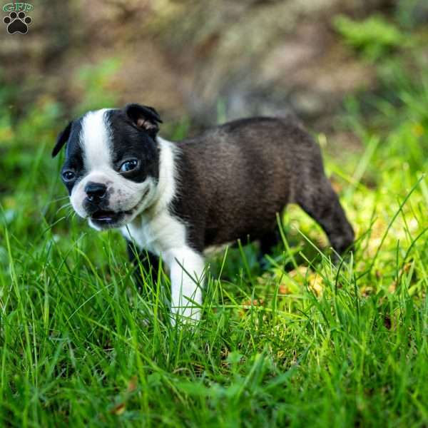 Skyler, Boston Terrier Puppy