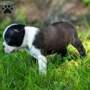 Skyler, Boston Terrier Puppy