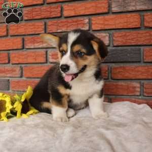Surf, Pembroke Welsh Corgi Puppy