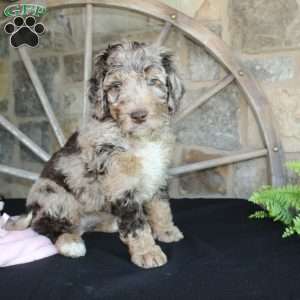 Jenny, Mini Labradoodle Puppy