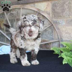 Jerry, Mini Labradoodle Puppy