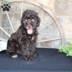 Jay, Mini Labradoodle Puppy