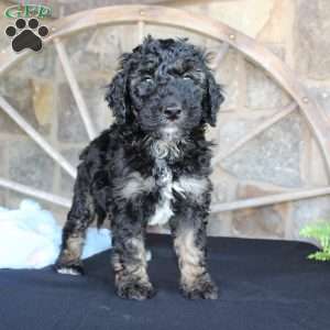 Jack, Mini Labradoodle Puppy