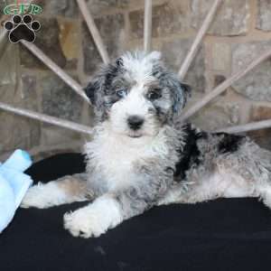 Jake, Mini Labradoodle Puppy