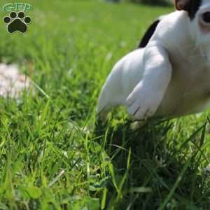 Sheila, Jack Russell Terrier Puppy