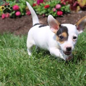 Shelly, Jack Russell Terrier Puppy