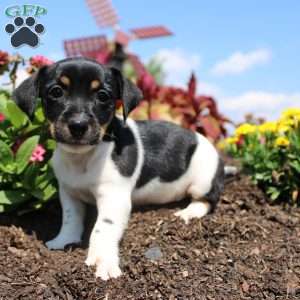 Cutie, Jack Russell Terrier Puppy