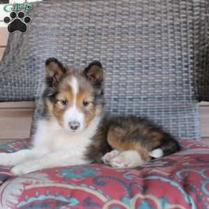Lyle, Sheltie Puppy