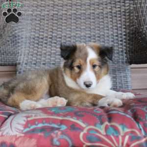 Landis, Sheltie Puppy