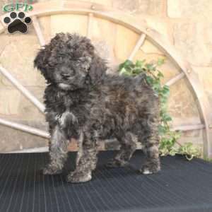 Sundae, Mini Labradoodle Puppy