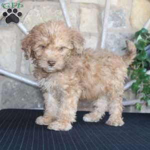 Sunshine, Mini Labradoodle Puppy