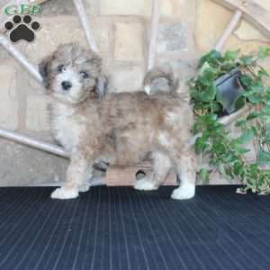 Satelite, Mini Labradoodle Puppy