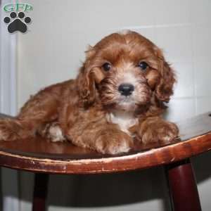 Henry, Cavapoo Puppy