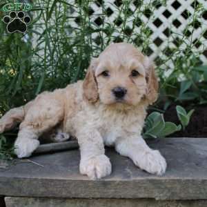 Peter, Cockapoo Puppy