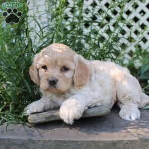 Faith, Cockapoo Puppy