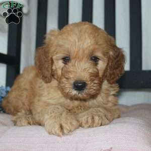 Frank, Mini Goldendoodle Puppy