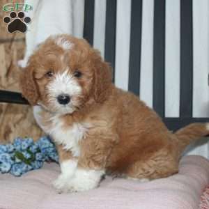 Freddie, Mini Goldendoodle Puppy