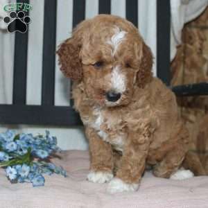 Faye, Mini Goldendoodle Puppy