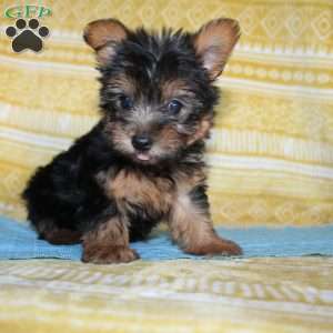 Dickie, Yorkie Puppy