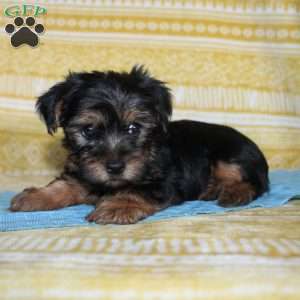 Dallus, Yorkie Puppy