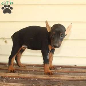 Sunshine, Doberman Pinscher Puppy