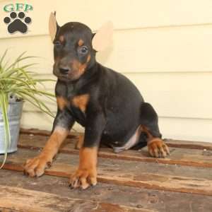 Sammy, Doberman Pinscher Puppy
