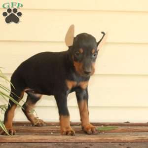 Stormy, Doberman Pinscher Puppy