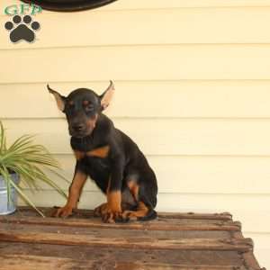Sasha, Doberman Pinscher Puppy