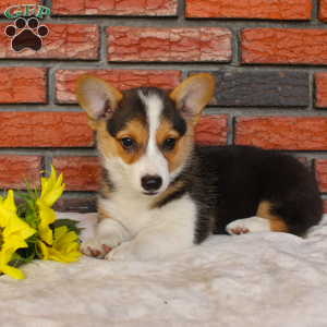 Secret, Pembroke Welsh Corgi Puppy