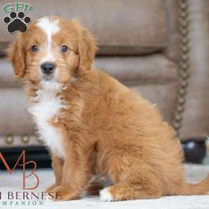 Bianca, Mini Bernedoodle Puppy