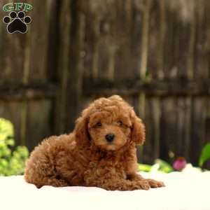 Dylan, Toy Poodle Puppy