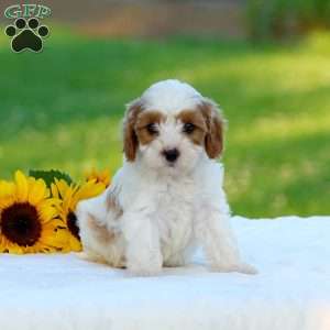 Max, Cavapoo Puppy